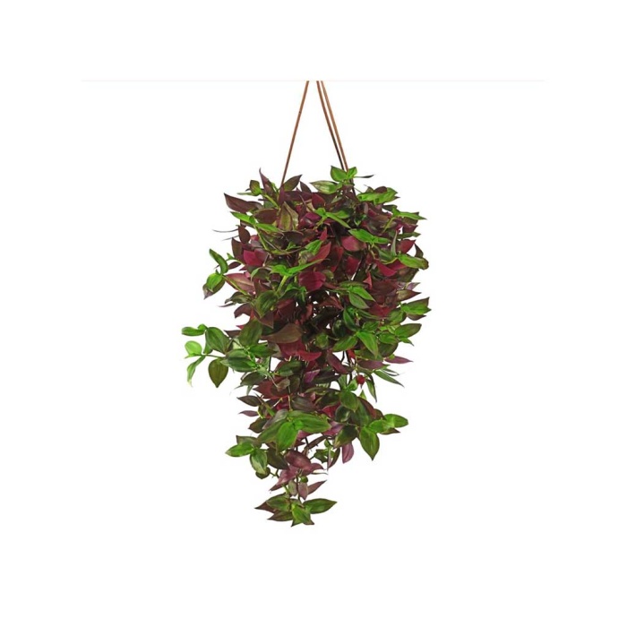 Askılı Tradescantia (18 Cm Saksıda)