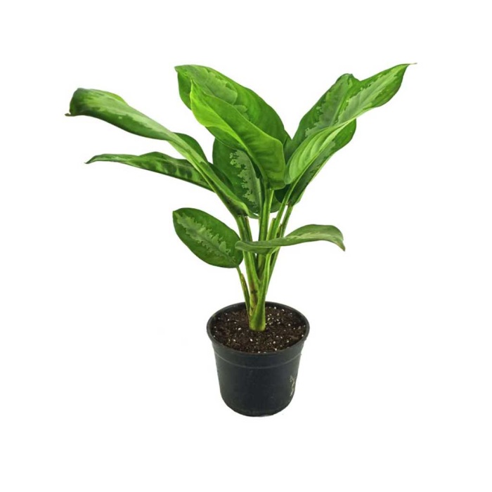 Aglaonema Pattaya (13 Cm Saksıda)
