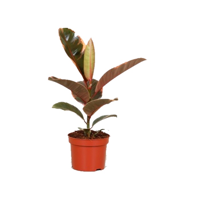 Ficus Elastica Belize - Kauçuk (12 Cm Saksıda)