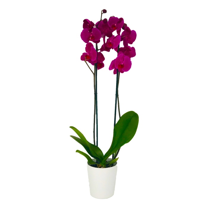 Çift Dal Mor Orkide (Canlı Bitki)