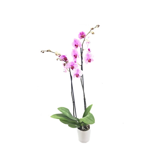 Çift Dal Pembe Orkide - Phalaenopsis