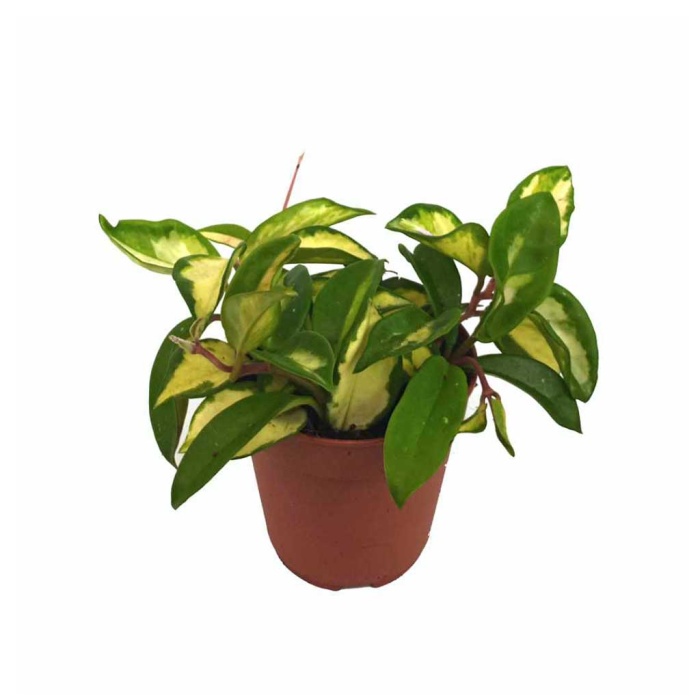 Hoya Carnosa (12 Cm Saksıda)