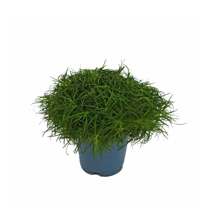 Sagina (9 Cm Saksıda)