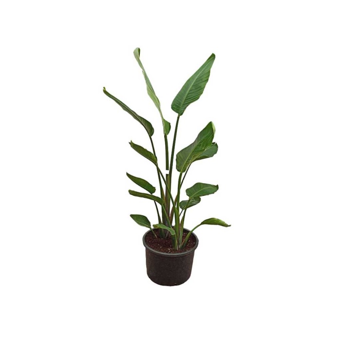 Yerli Strelitzia Nicolai - Starliçe 2 Köklü (150 - 160 Cm)