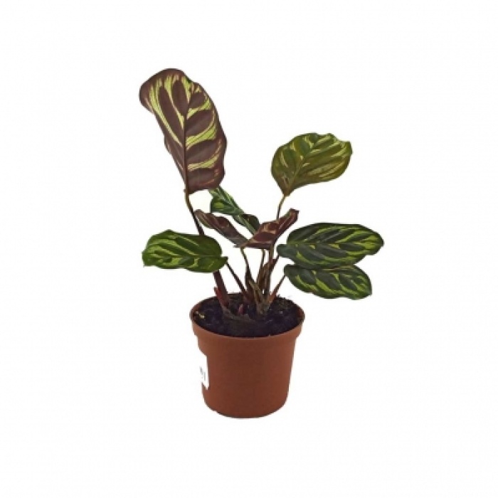 Calathea Makoyona (5,5 Cm Saksıda)