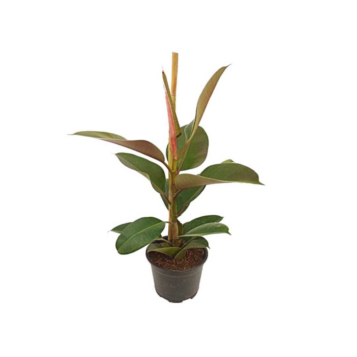 Ficus Elastica (65 - 70 Cm)