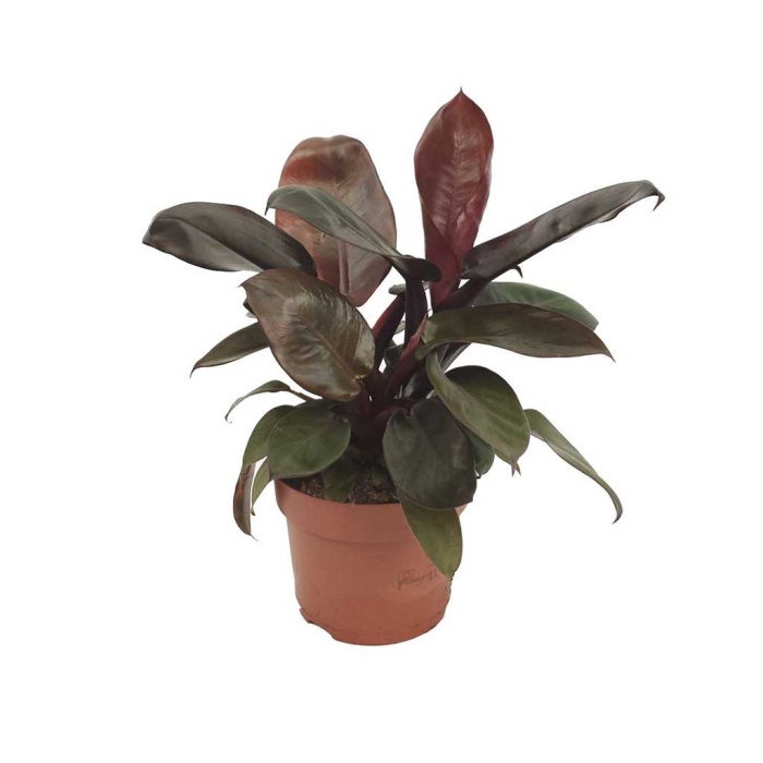 Philodendron Red Beauty (12 Cm Saksıda)