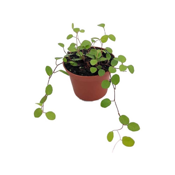 Muehlenbeckia (9 Cm Saksıda)
