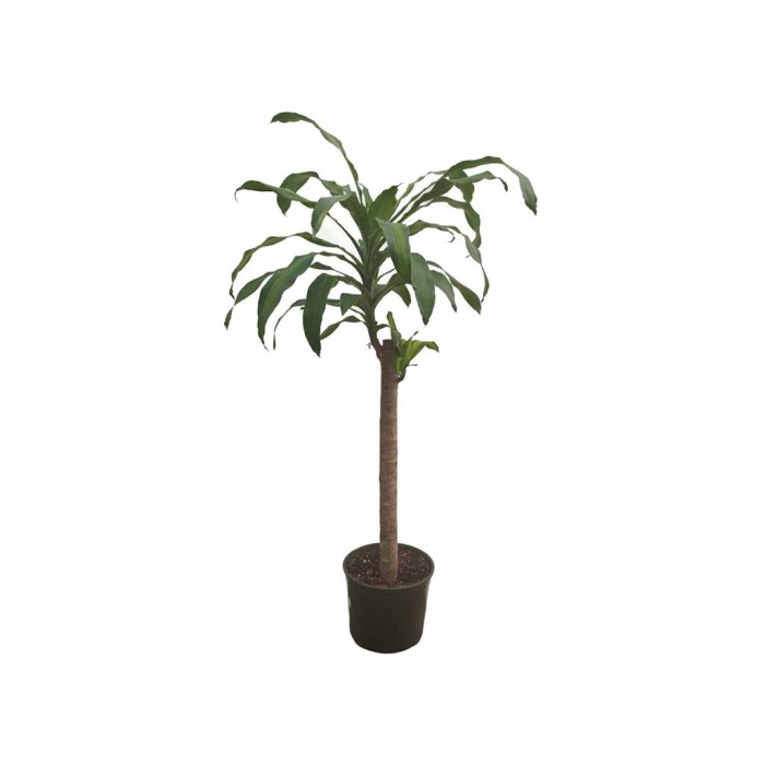 Dracaena Massengena Tek Gövde (25 Cm Saksıda)
