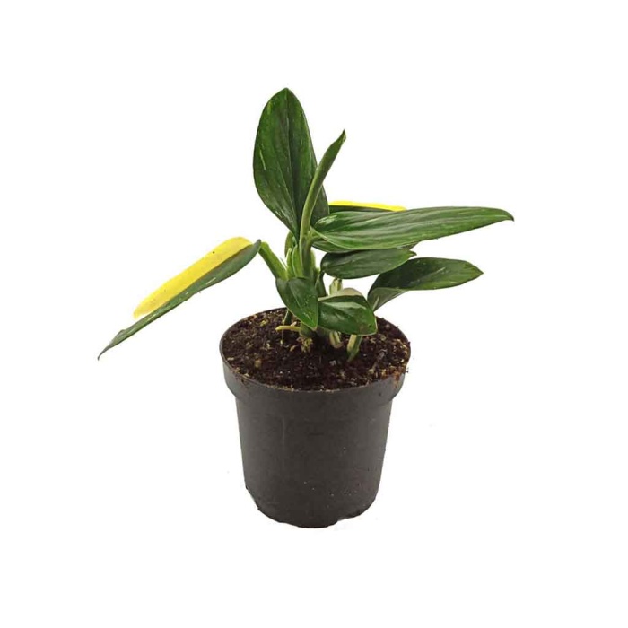 Philodendron Cobra (17 Cm Saksıda)