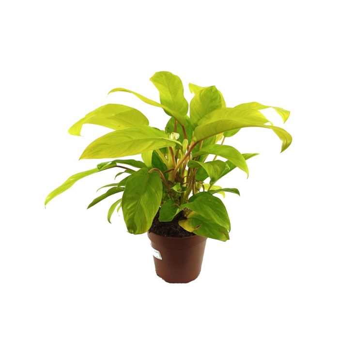 Philodendron Malay Gold (12 Cm Saksıda)