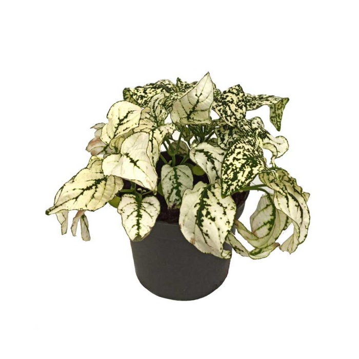 Hypoestes Beyaz -  8 Cm Plastik Saksıda
