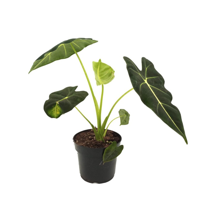 Alocasia Micholitziana Frydek (14 Cm Saksıda)