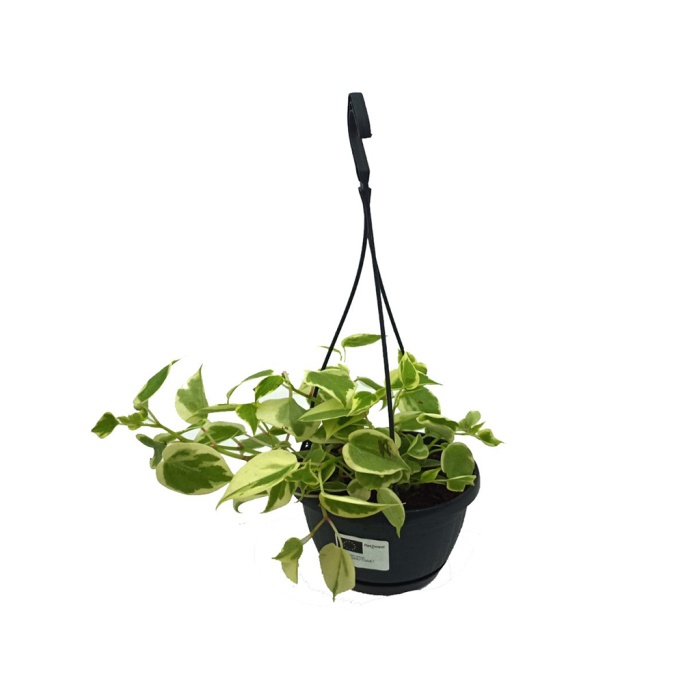 Peperomia Scandens Variegata (15 Cm Saksıda)