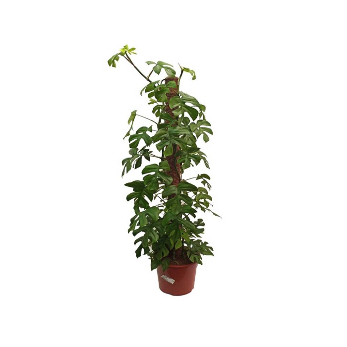 Monstera Minima (27 Cm Saksıda)