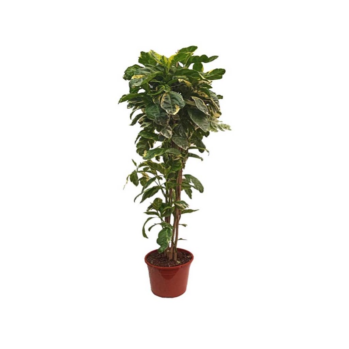 Pseuderanthemum (24 Cm Saksıda)