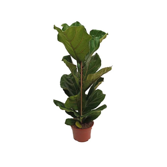 Ficus Lyrata (17 Cm Saksıda)