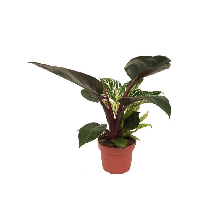 Philodendron Birkin (12 Cm Saksıda)