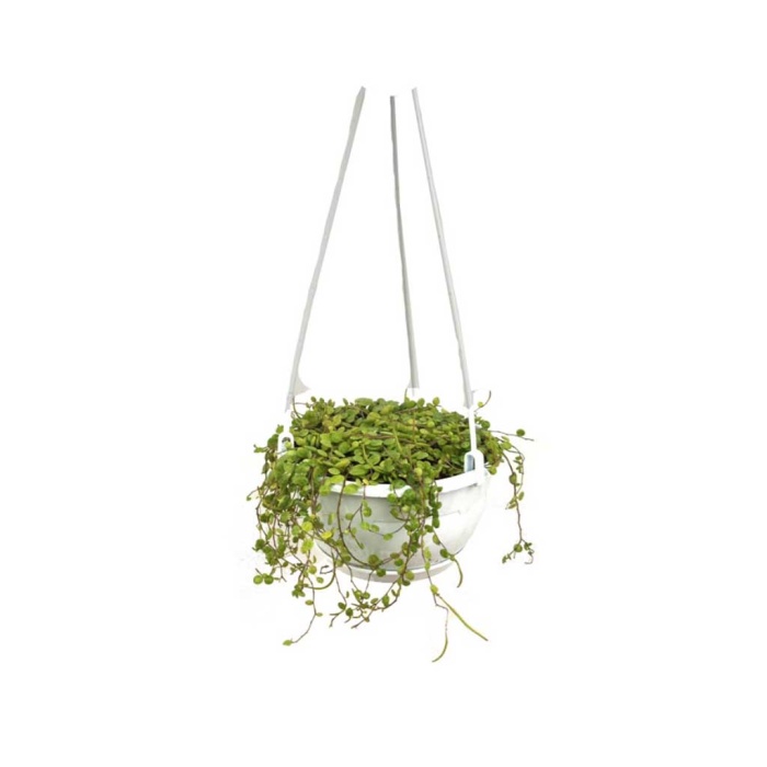 Peperomia Prostrata (18 Cm Saksıda)