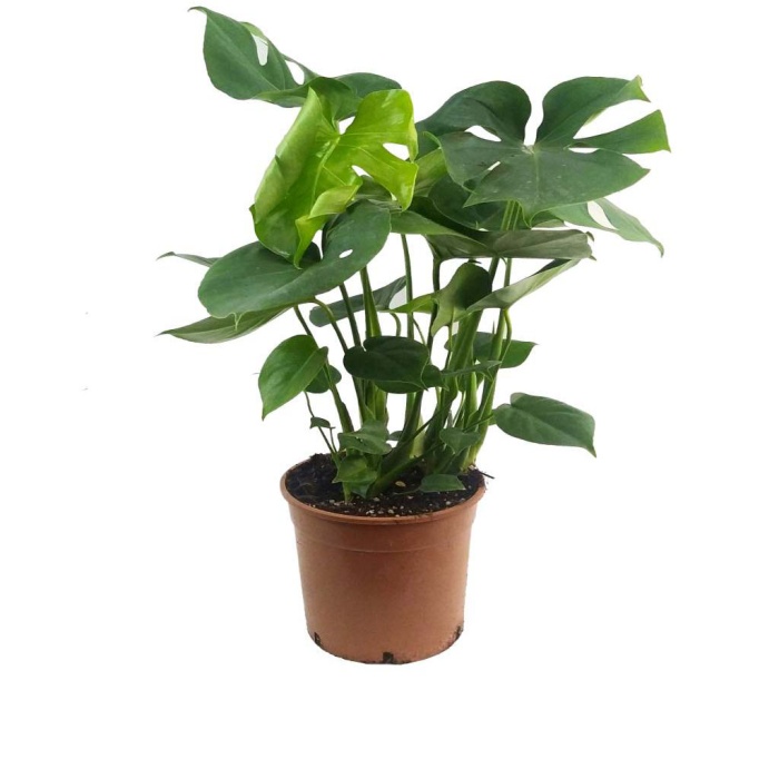 Monstera Deliciosa - Deve Tabanı Yerli (21 Cm Saksıda)