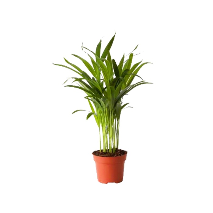 Areca Palmiyesi (14 Cm Saksıda)