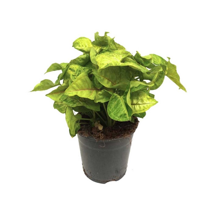Syngonium Podophyllum (14 Cm Saksıda)