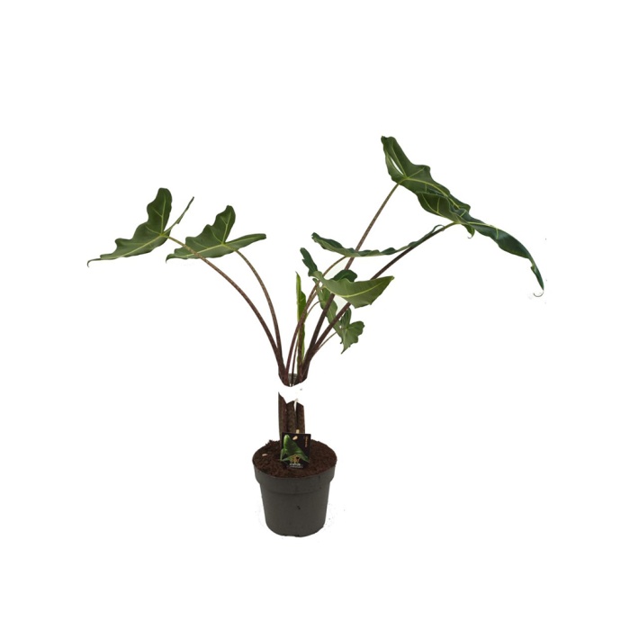 Alocasia Sarian (14 Cm Saksıda)