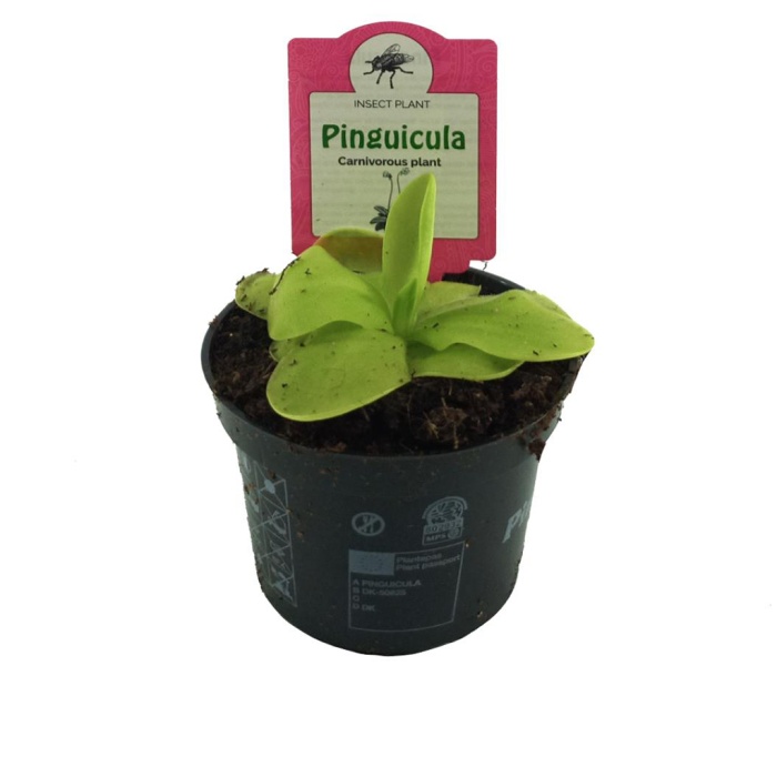 Pinguicula Tina Sinek Yiyen (9 Cm Saksıda)