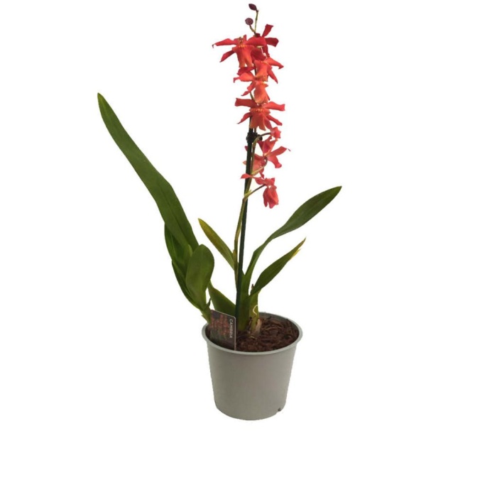 Kırmızı Miltonia Orkidesi (12 Cm Saksıda)