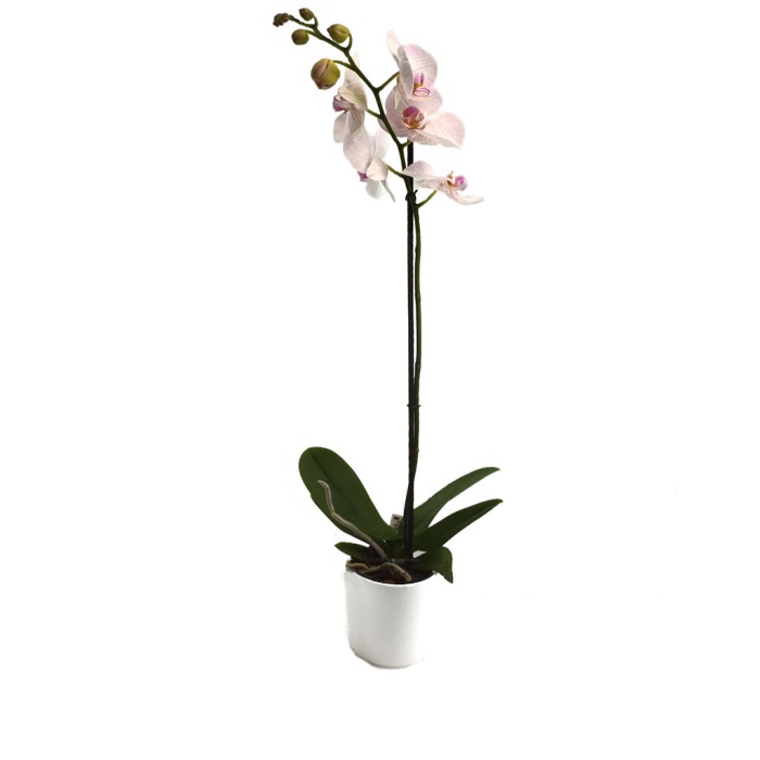 Tek Dal Beyaz(Pembe Kırçıllı) Orkide (Canlı Bitki)