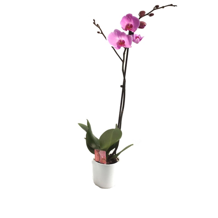 Tek Dal Pembe Orkide (Canlı Bitki)