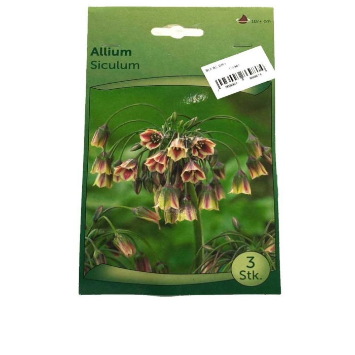 Allium Soğanı