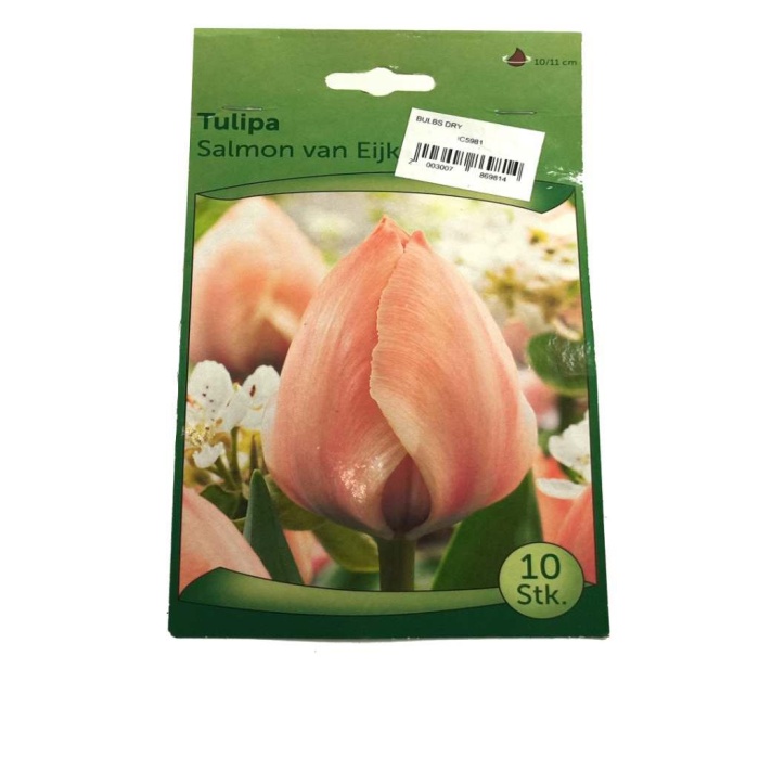 Tulipa - Lale Soğanı