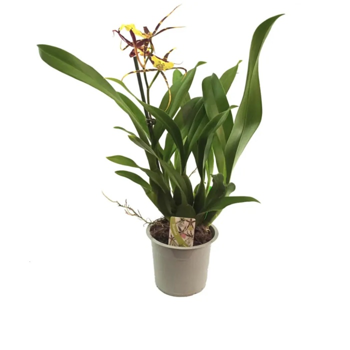 Brassia Sarı (12 Cm Saksıda)
