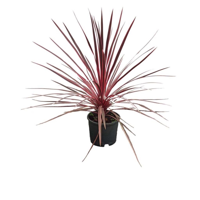 Cordyline Pembe (22 Cm Saksıda)