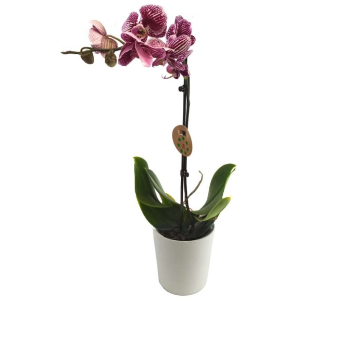 Tek Dal Beyaz-Mor Kırçıllı Orkide (Canlı Bitki)