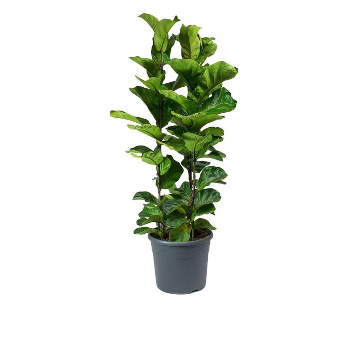 Ficus Lyrata (21 Cm Saksıda)