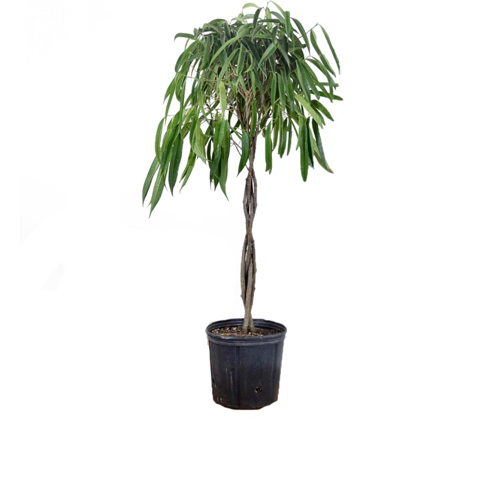 Ficus Maclelandii Ficus Alii (27 Cm Saksıda)