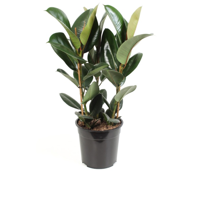 Ficus Elastica Robusta (24 Cm Saksıda)