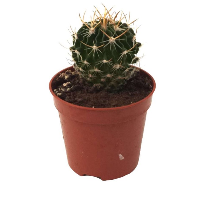 Stenocactus Multicostatus (5,5 Cm Saksıda)