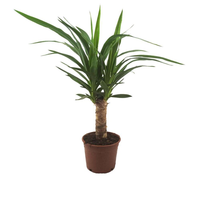 Yucca - Yukka (14 Cm Saksıda)