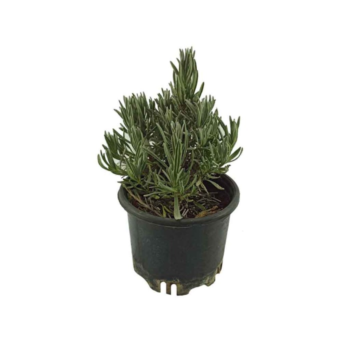 Lavandula Lavanta Çiçek (20 Cm Saksıda)