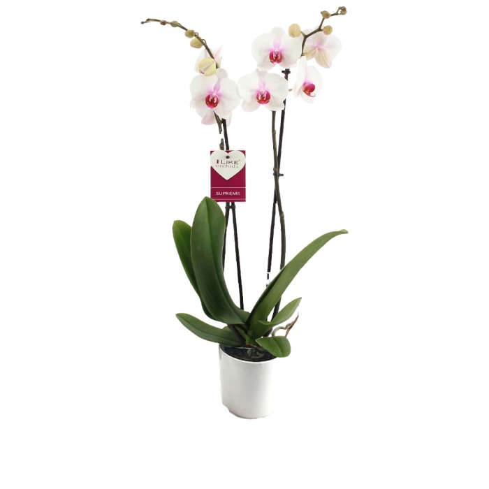 Çift Dal Beyaz-Kırmızı Orkide (Canlı Bitki)