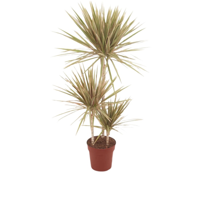 Dracaena Marginata Bicolor 3 Gövdeli