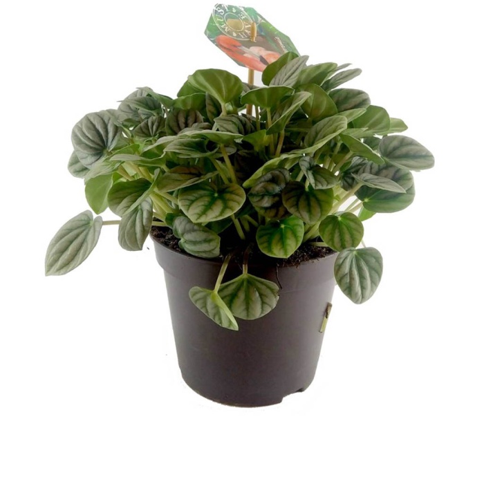 Peperomia Moonlight (17 cm Saksıda)