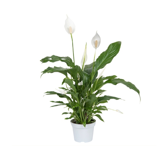 Spathiphyllum - Spatifilyum - Barış Çiçeği (8,5 Cm Saksıda)