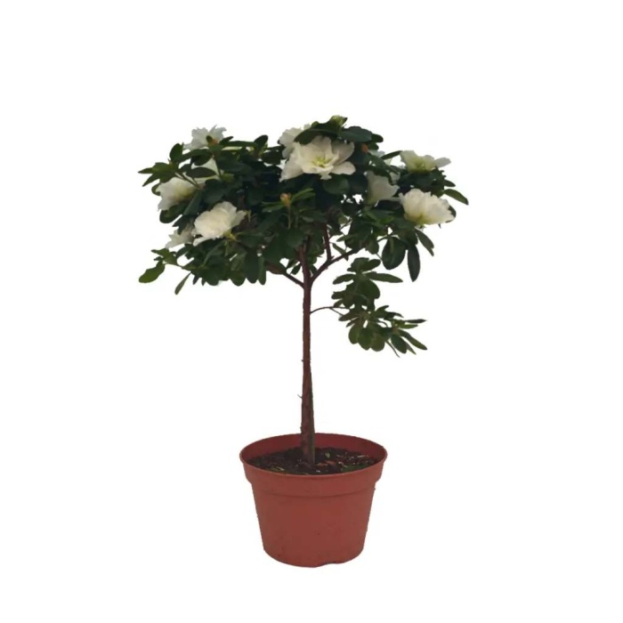 Beyaz Açelya Çiçeği - Tijli Azalea (17 Cm Saksıda)
