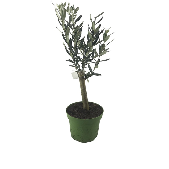 Zeytin Ağacı (12 cm Saksıda)