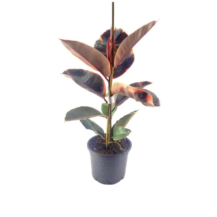 Ficus Elastica Robusta (17 cm Saksıda)