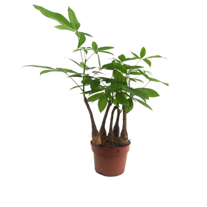 Pachira - Para Ağacı (17 Cm Saksıda)